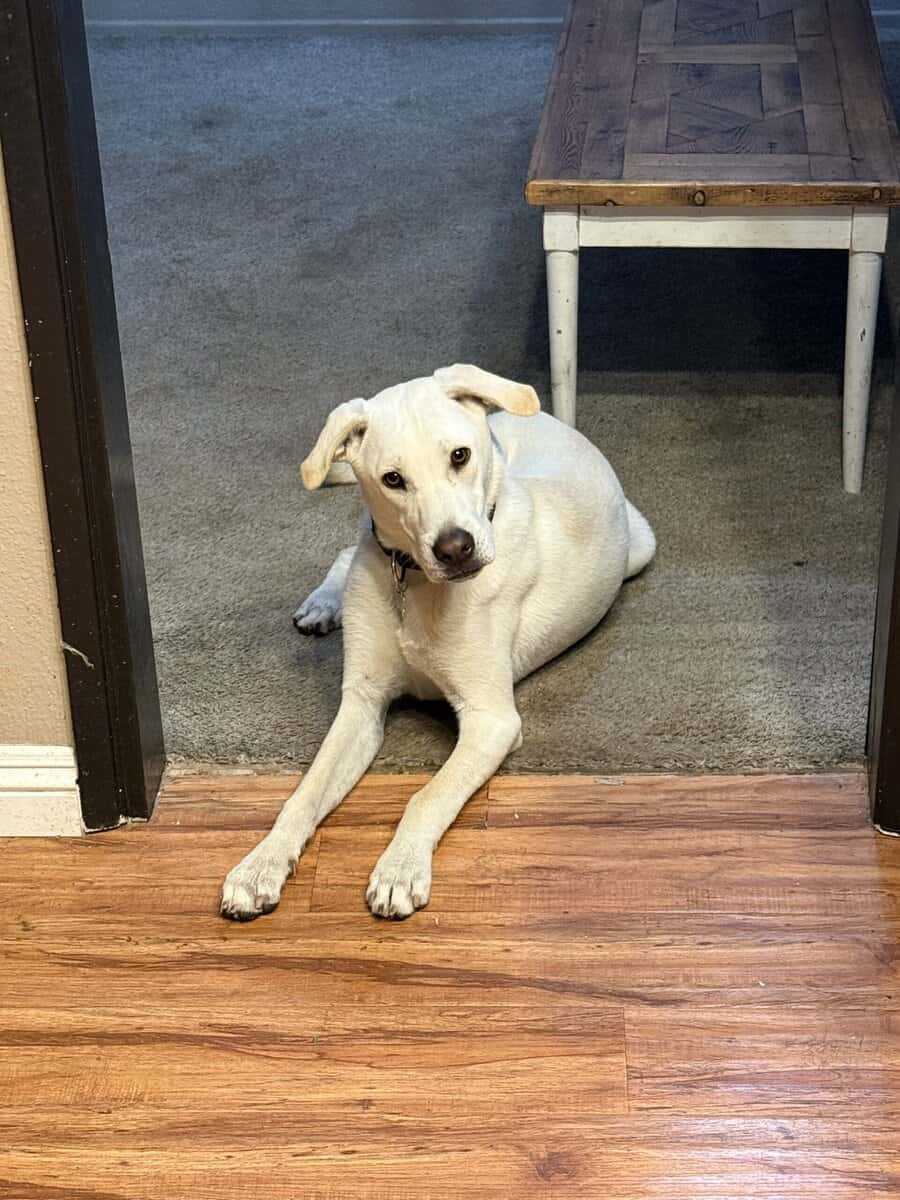 Sweet boy!! image 4