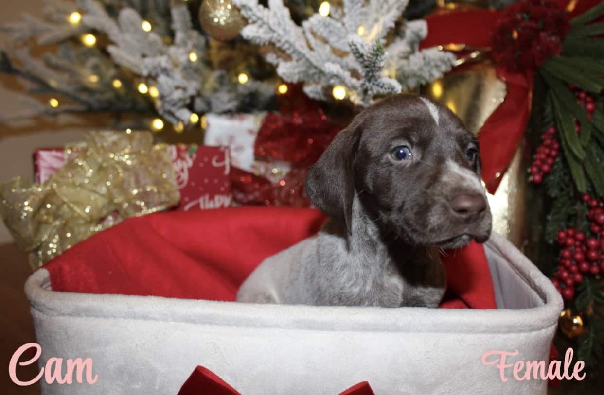 GERMAN SHORTHAIR POINTERS FOR SALE LITTER OF 10 image 3
