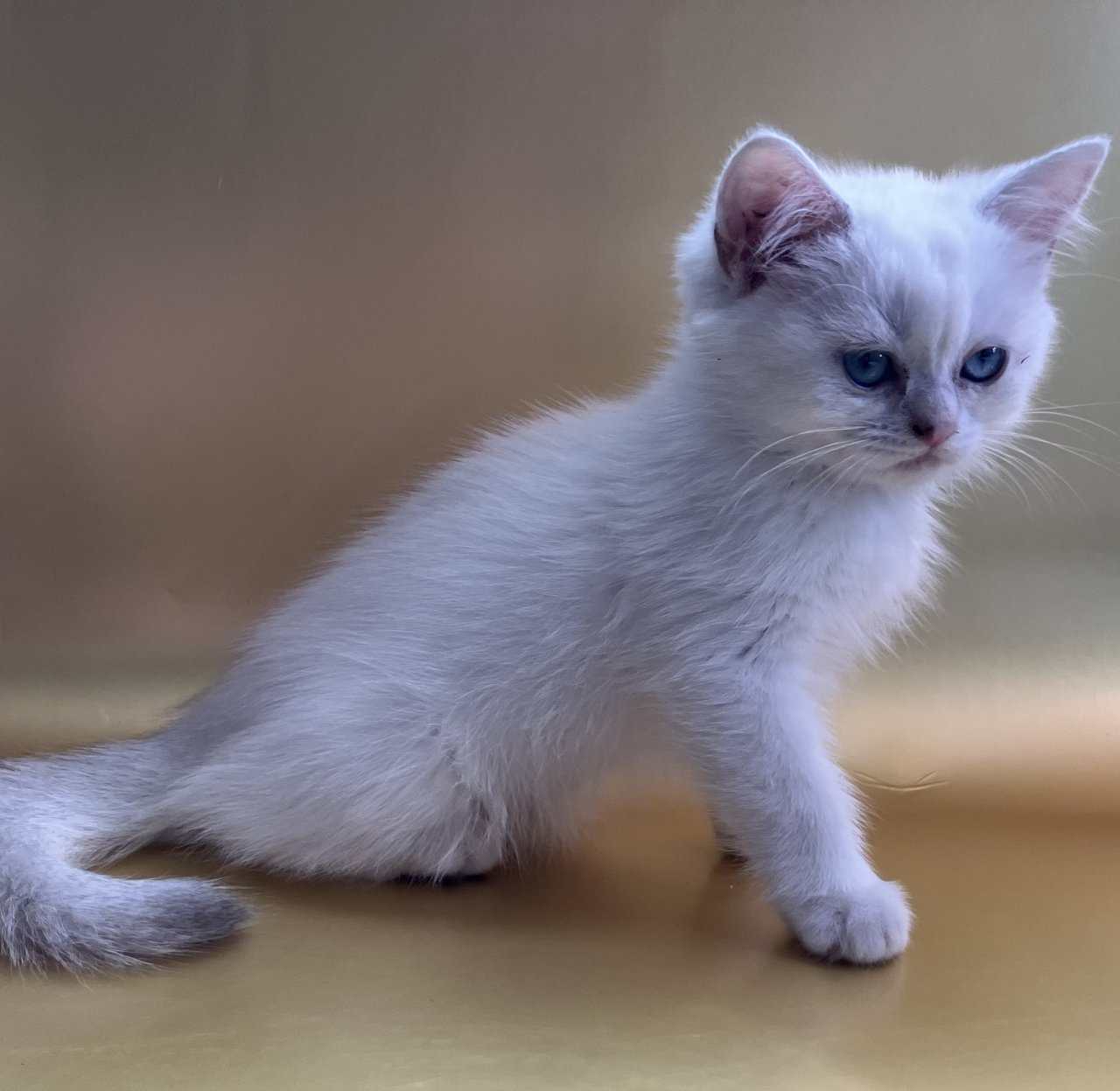 Silver chinchilla British shorthair female wcf image 5