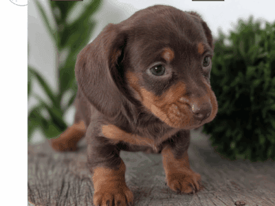 Zeus (Mini Dachshund)