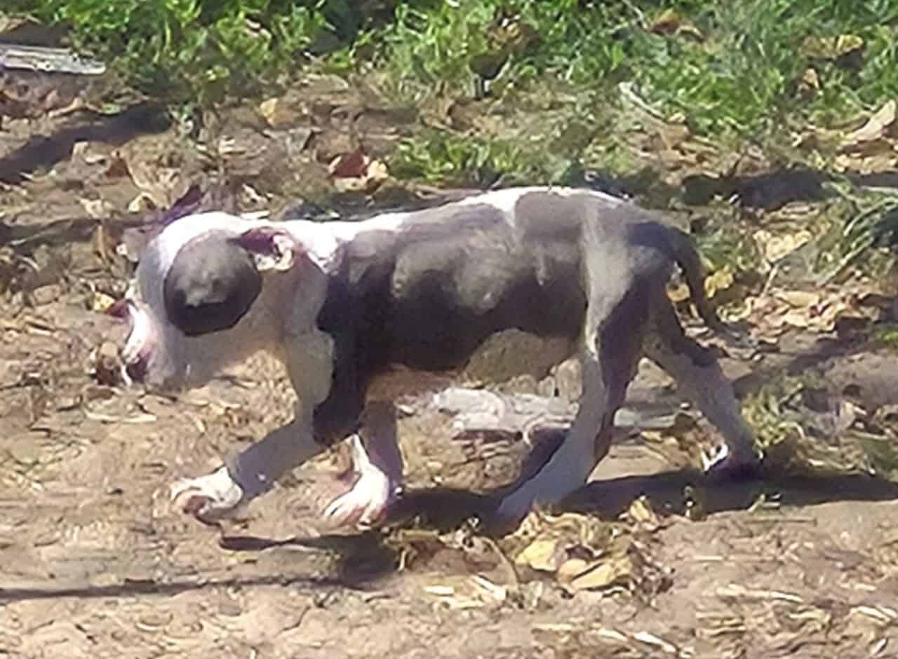 Male American Bully image 2