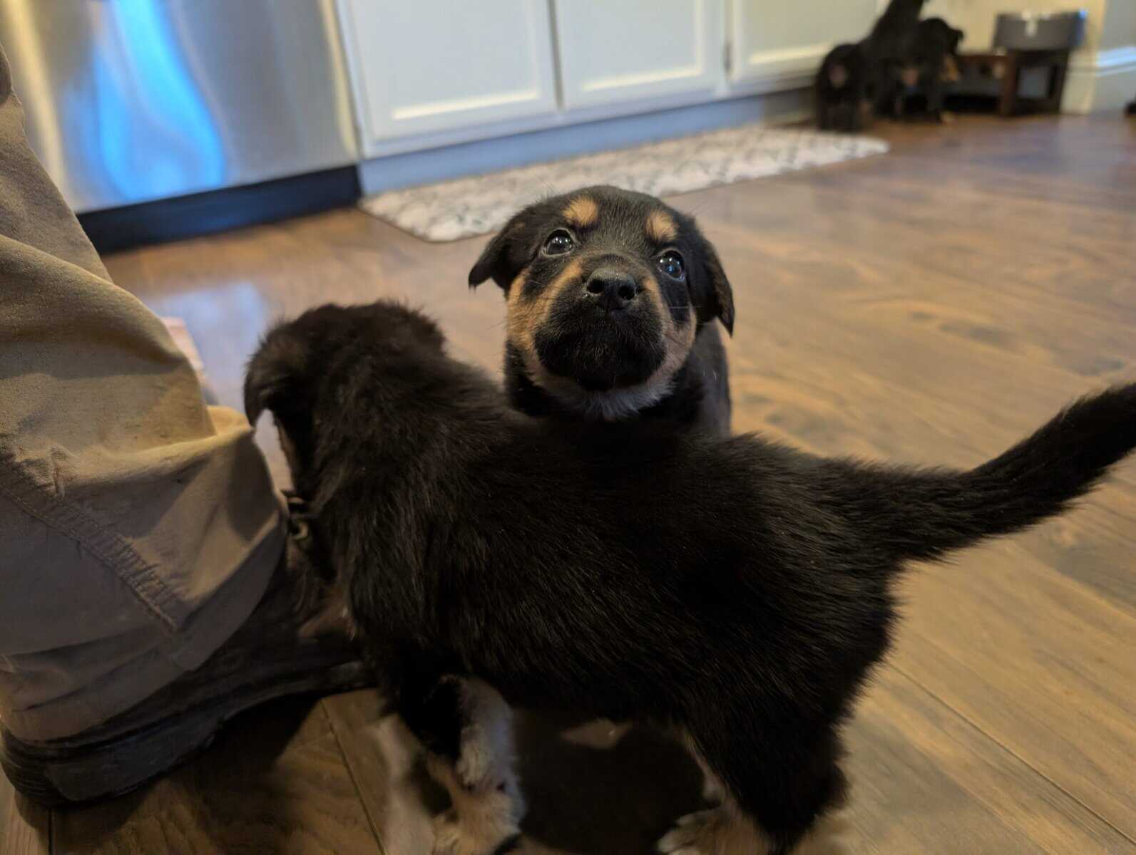 German shepherd mix puppies image 5