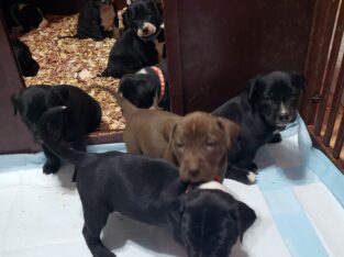 Black Lab Brindle Blue nose pit bull mix puppies