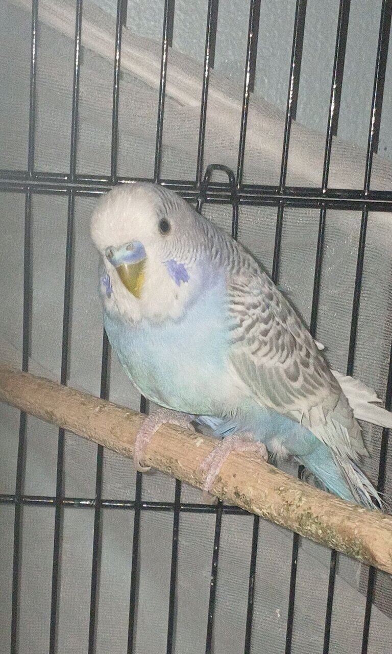 (Unavailable) White and blue mutation budgies image 2
