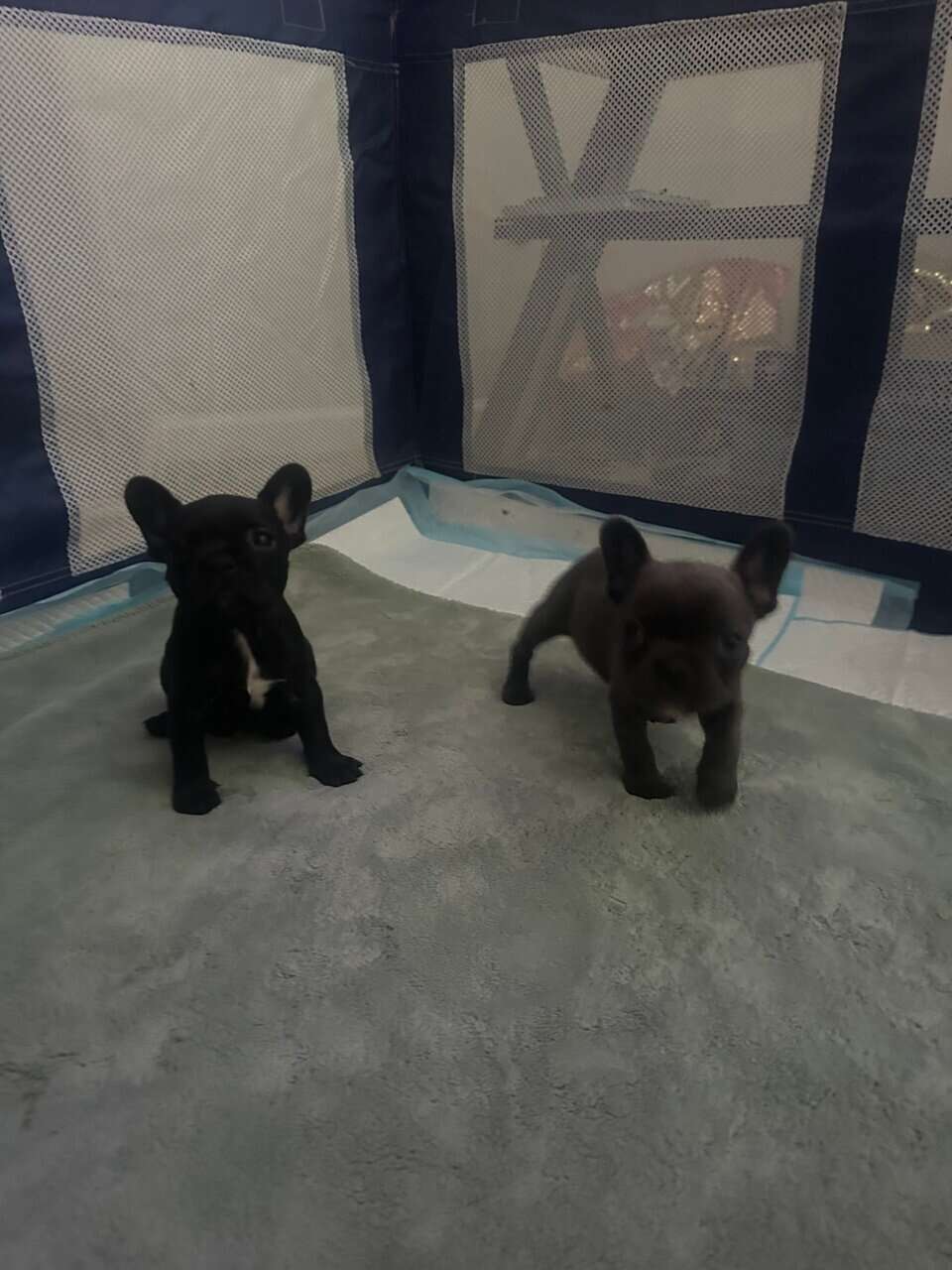 AKC Frenchie pups image 5
