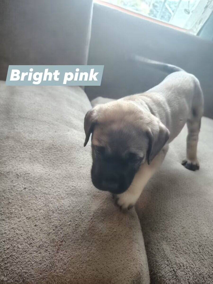 English Mastiff puppy image 3