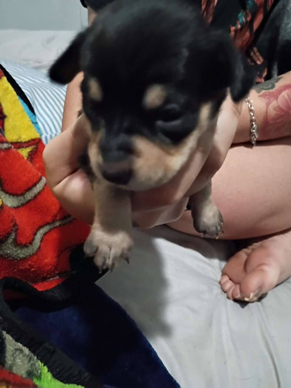 Chihuahua puppies image 3