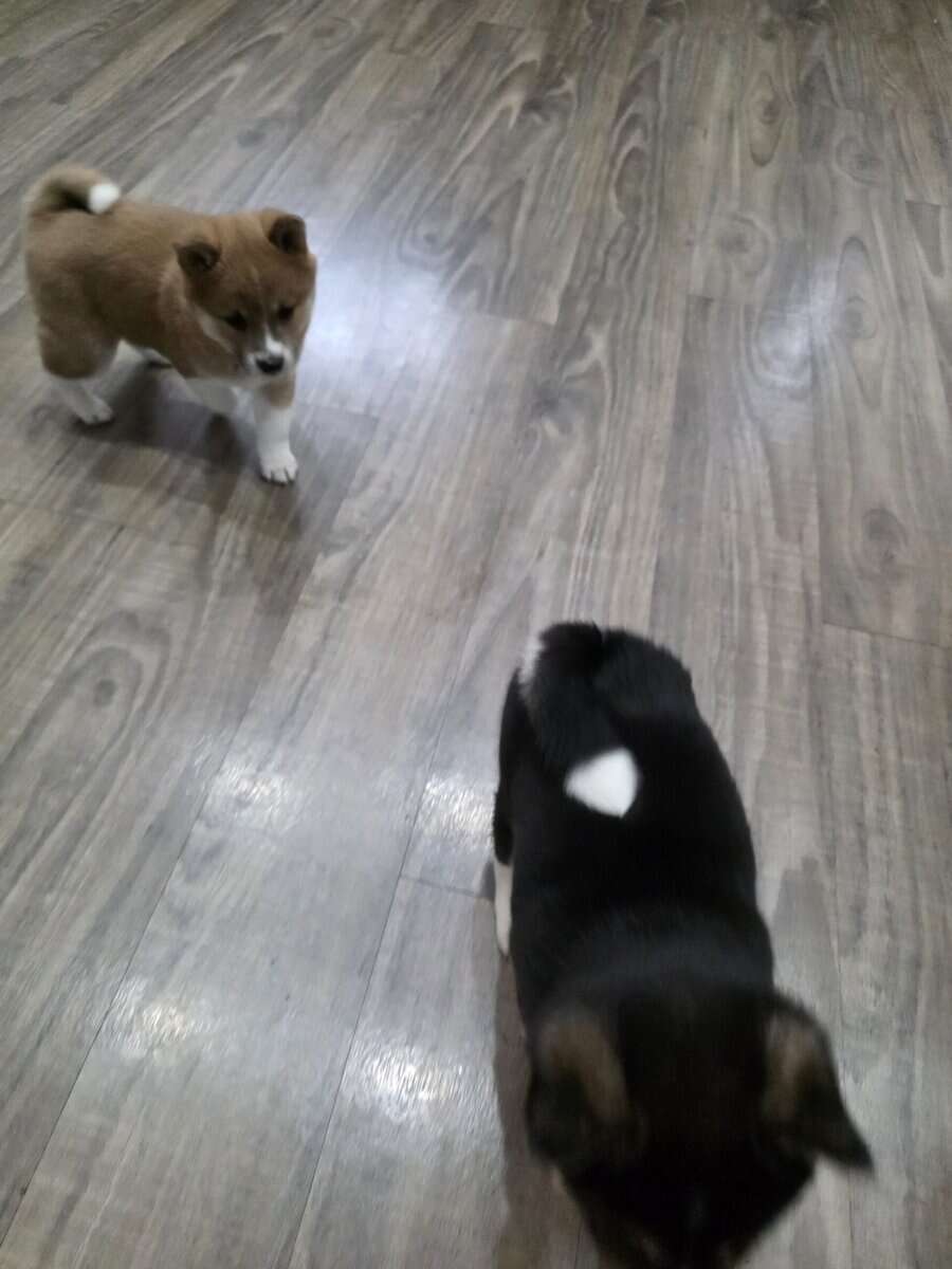 Shiba Inu puppies image 2