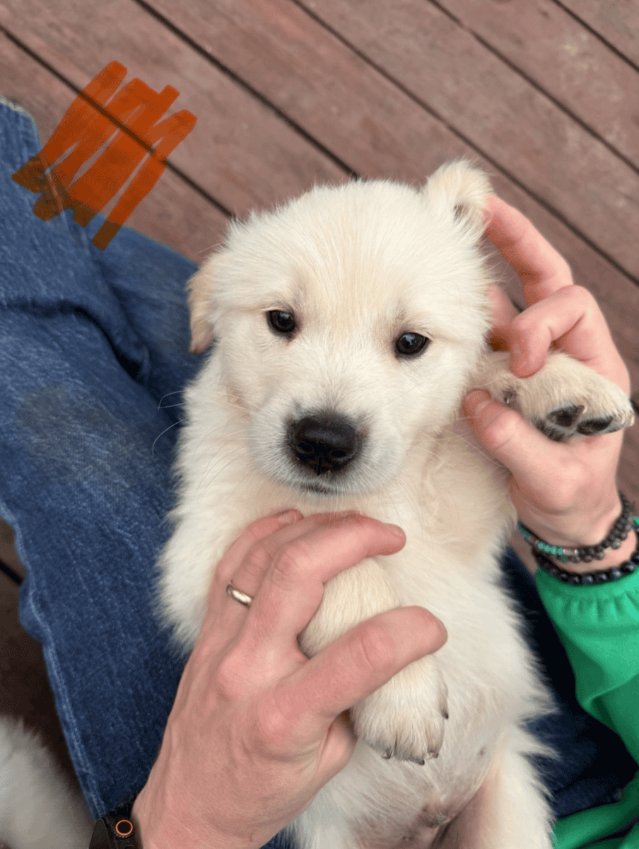 Six Golden Retriever Males available Nov 21st! image 1