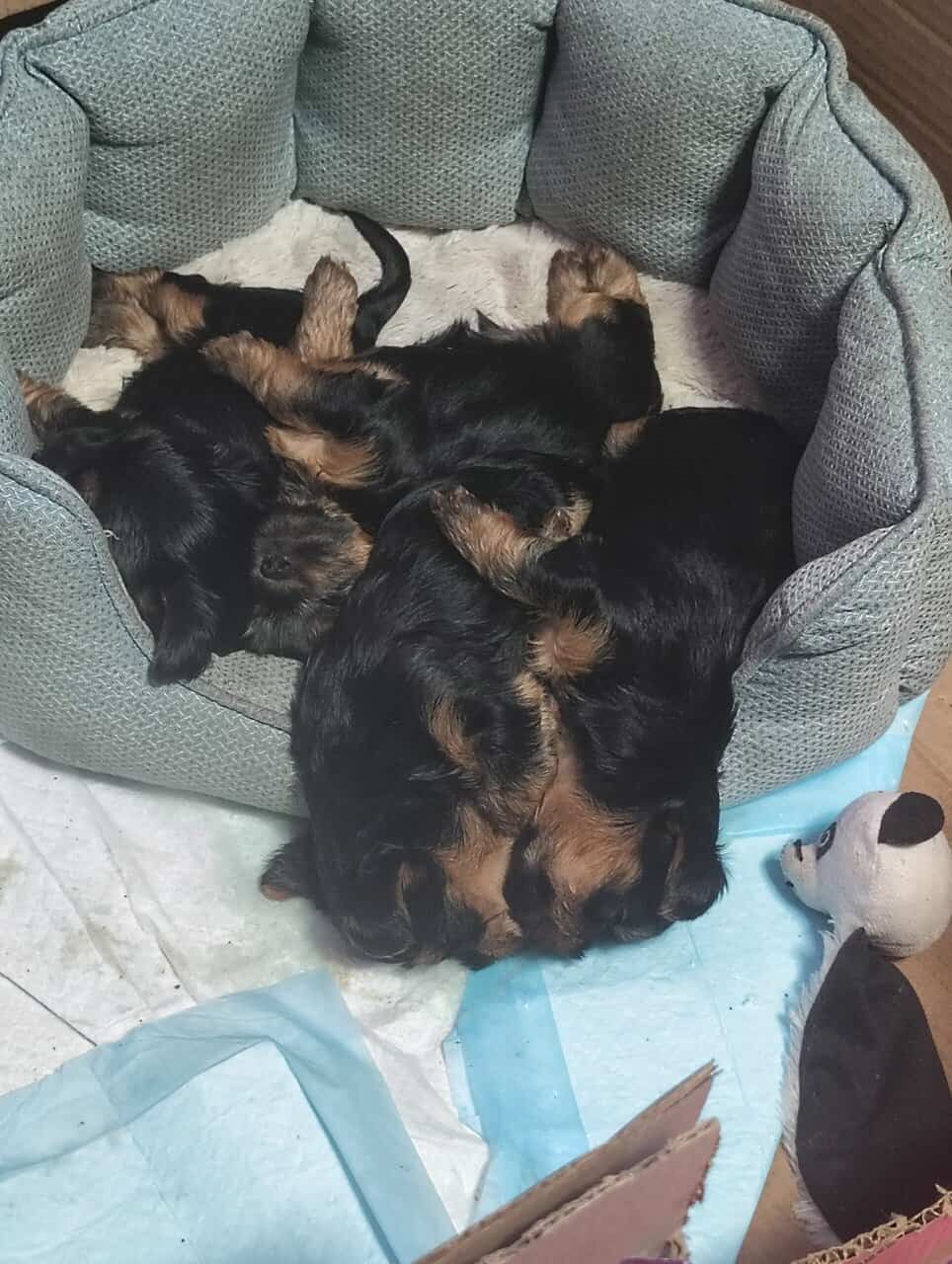 Yorkshire puppies image 5