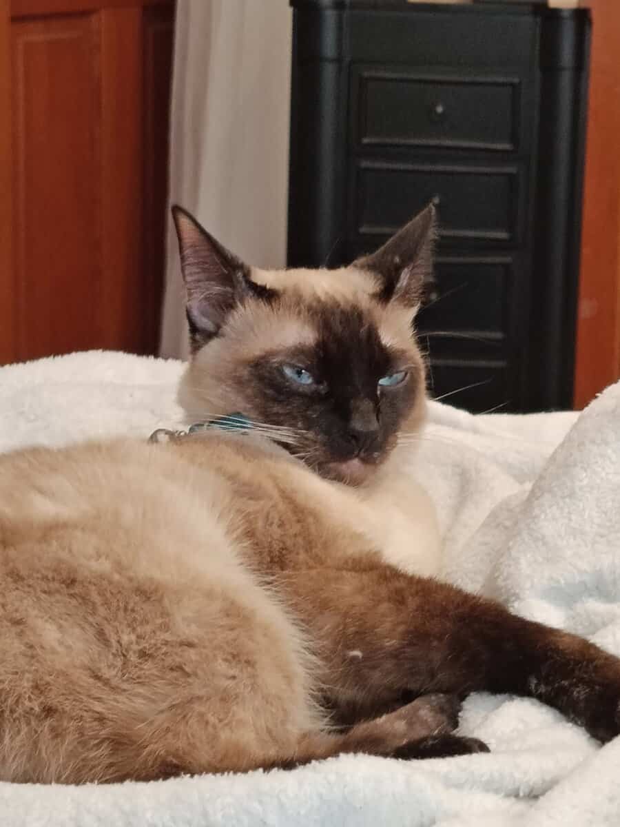 Siamese - Mix image 7