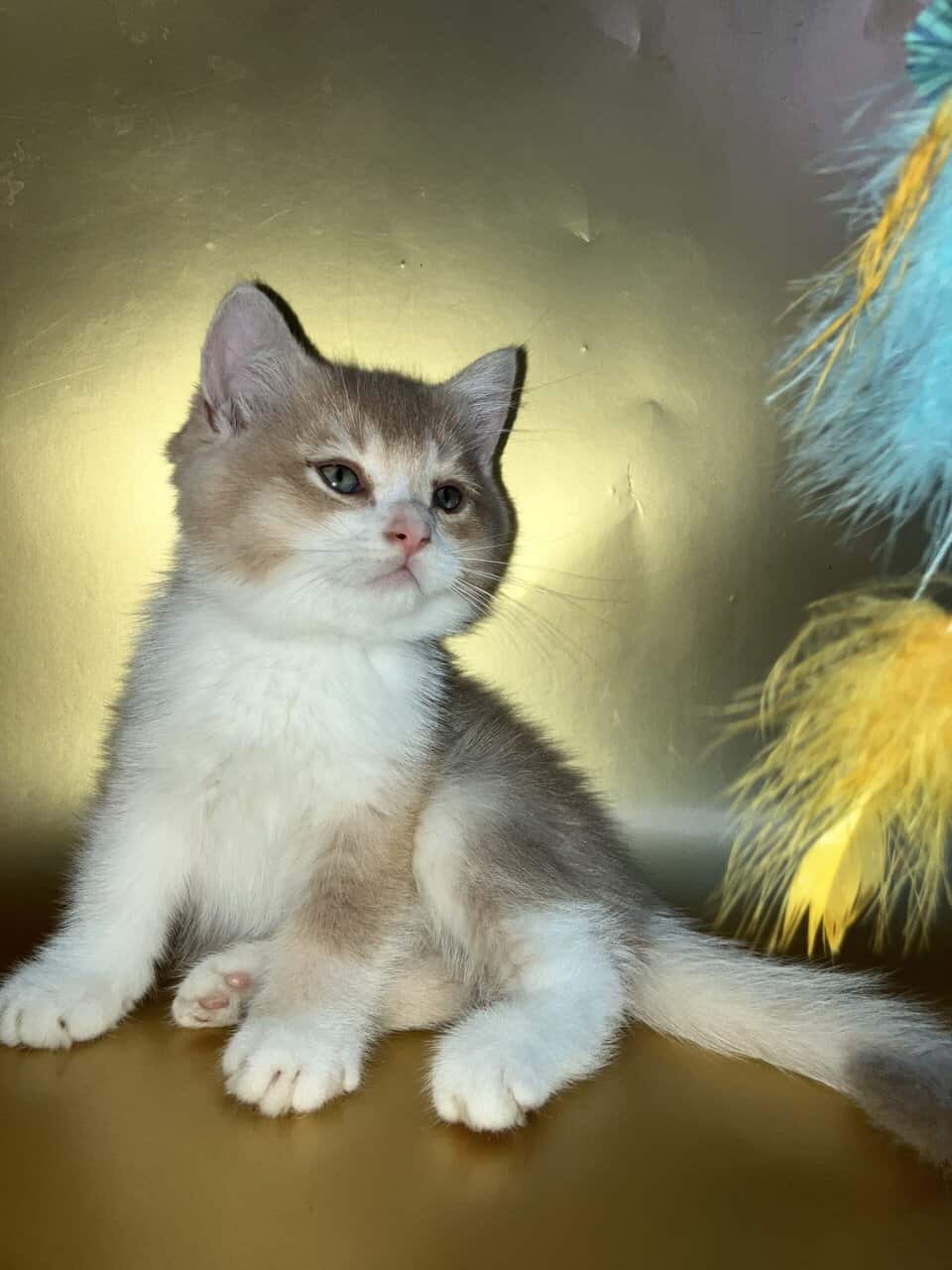 Bicolor Fawn British shorthair male image 2