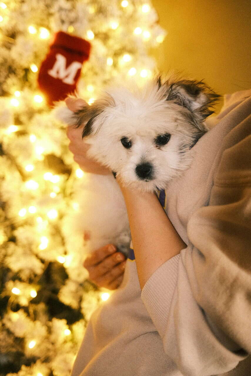 Pomeranian Puppy image 5