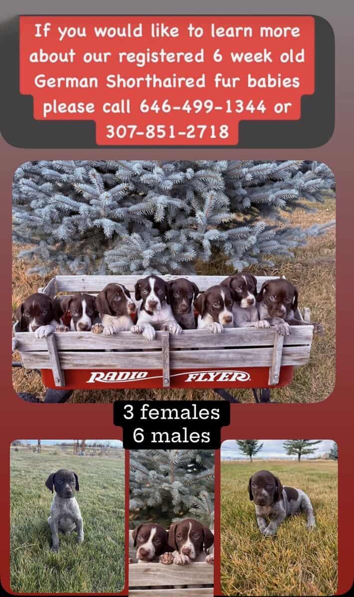 German Shorthair Pointer pippies image 1