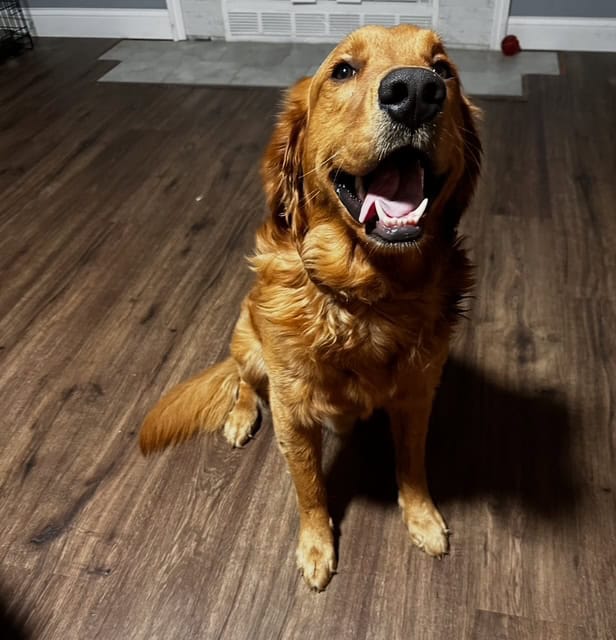 AKC Golden Retriever male image 2