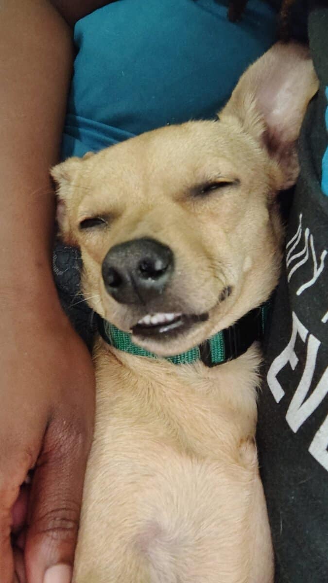 8 month old chiweenie image 1