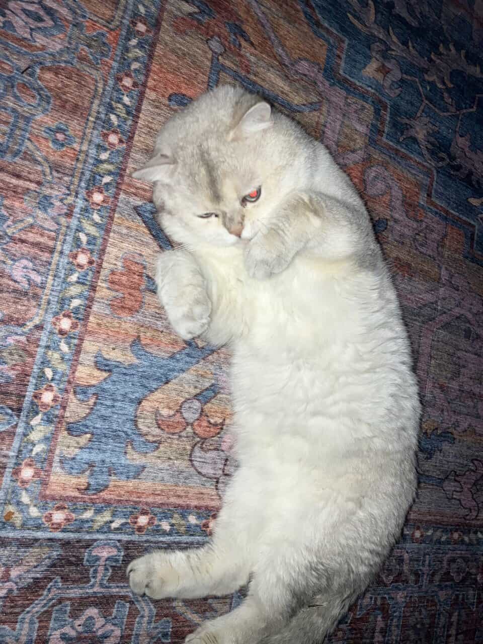 British Shorthair | Phoenix az image 6
