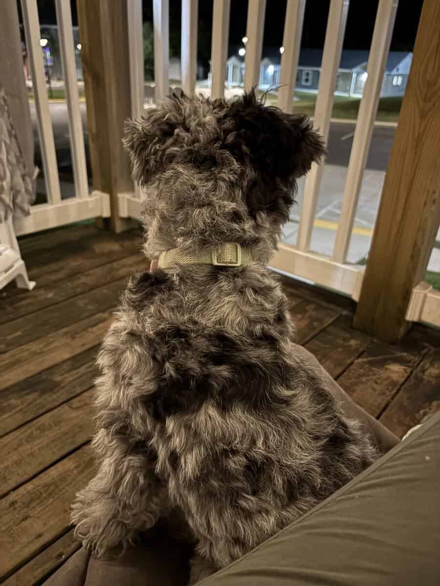Miniature sheepadoodle image 3
