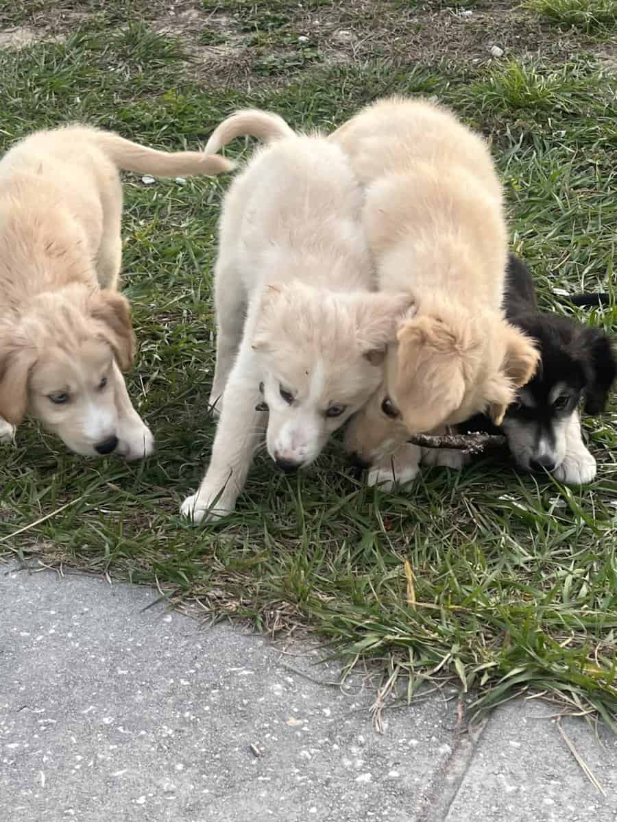 Goberian Puppies image 1