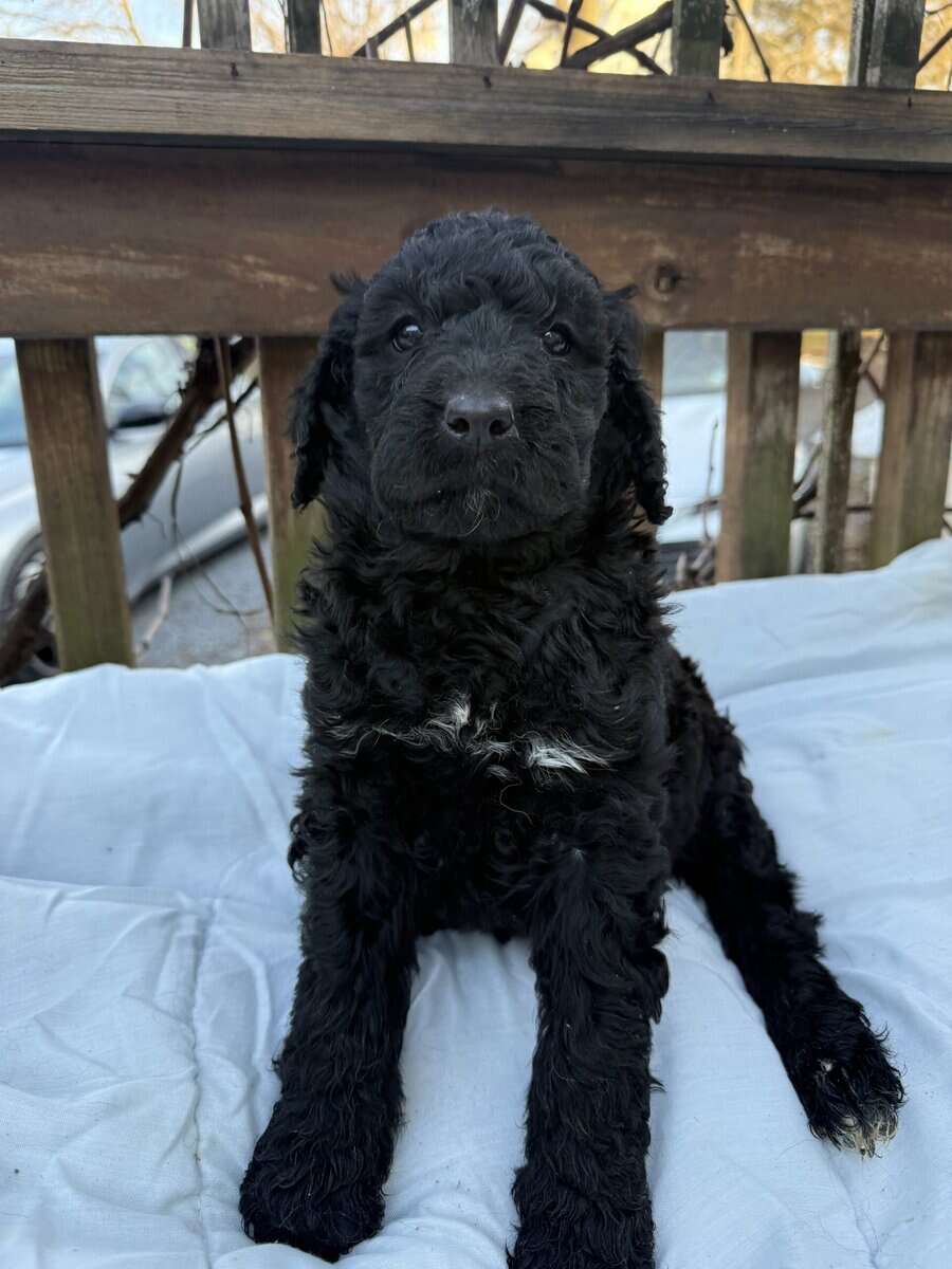 Goldendoodle image 2
