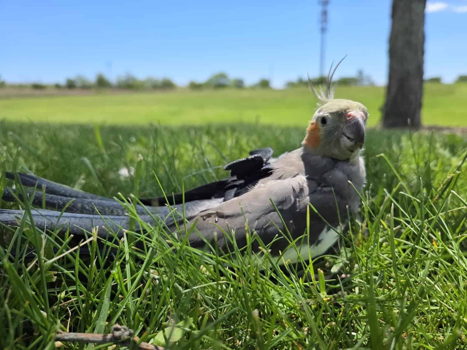 Sell my parrot image 1