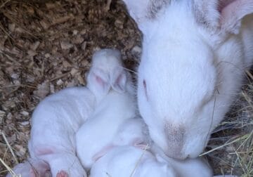 Beautiful New Zealand Rabbits