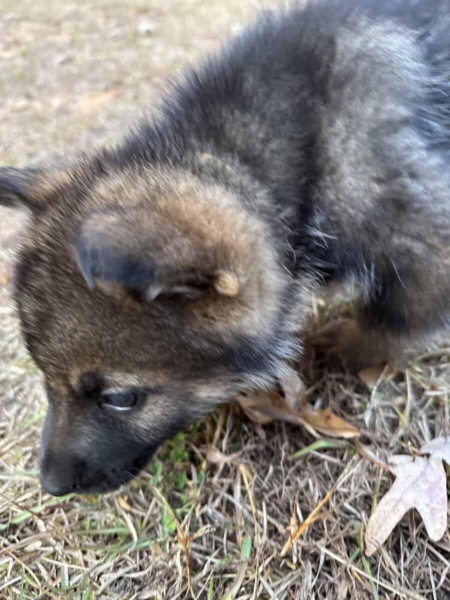 Still available - Purebred German Shepherd Puppies image 7