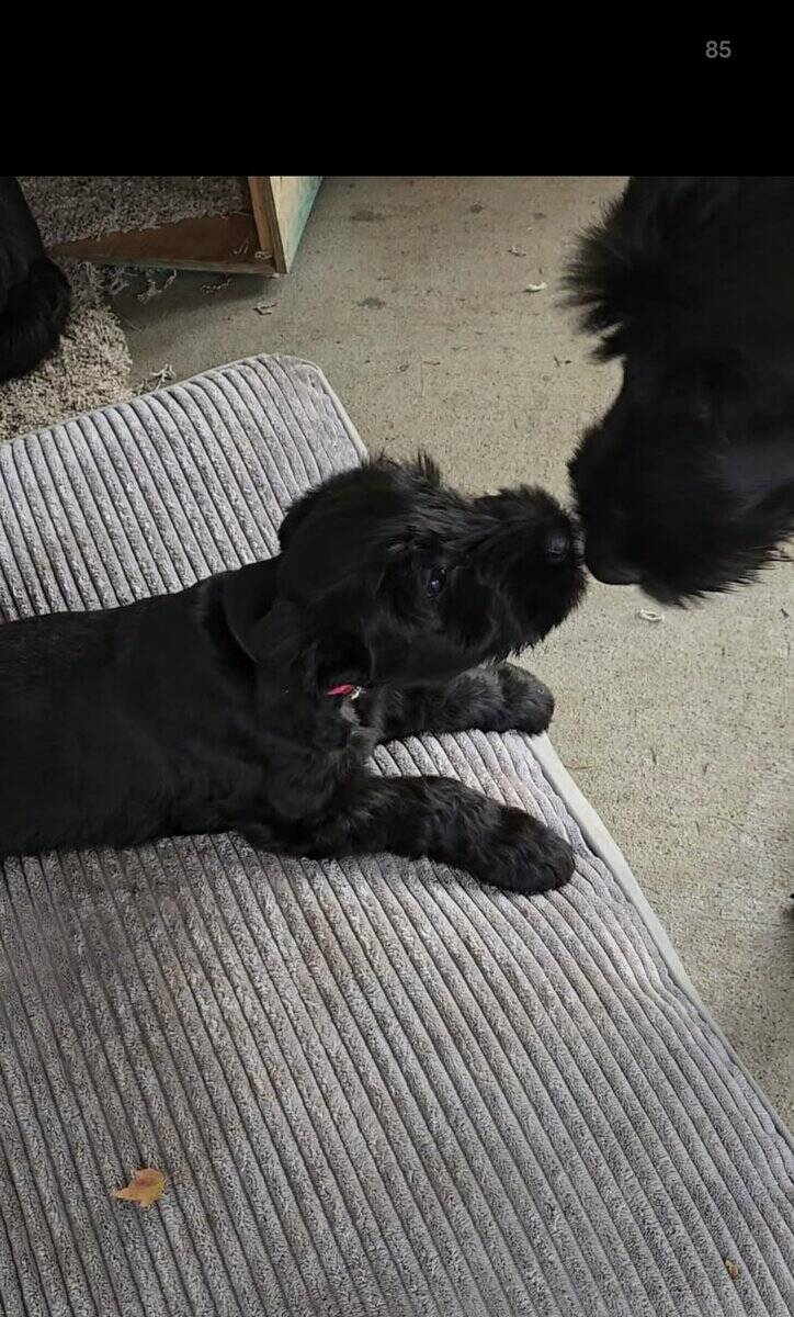 Giant Schnauzer for sale image 1