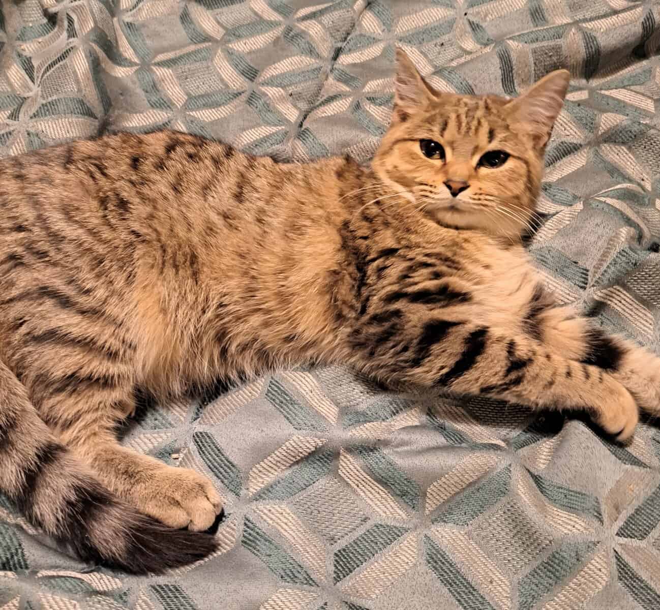 LAST KITTEN image 3