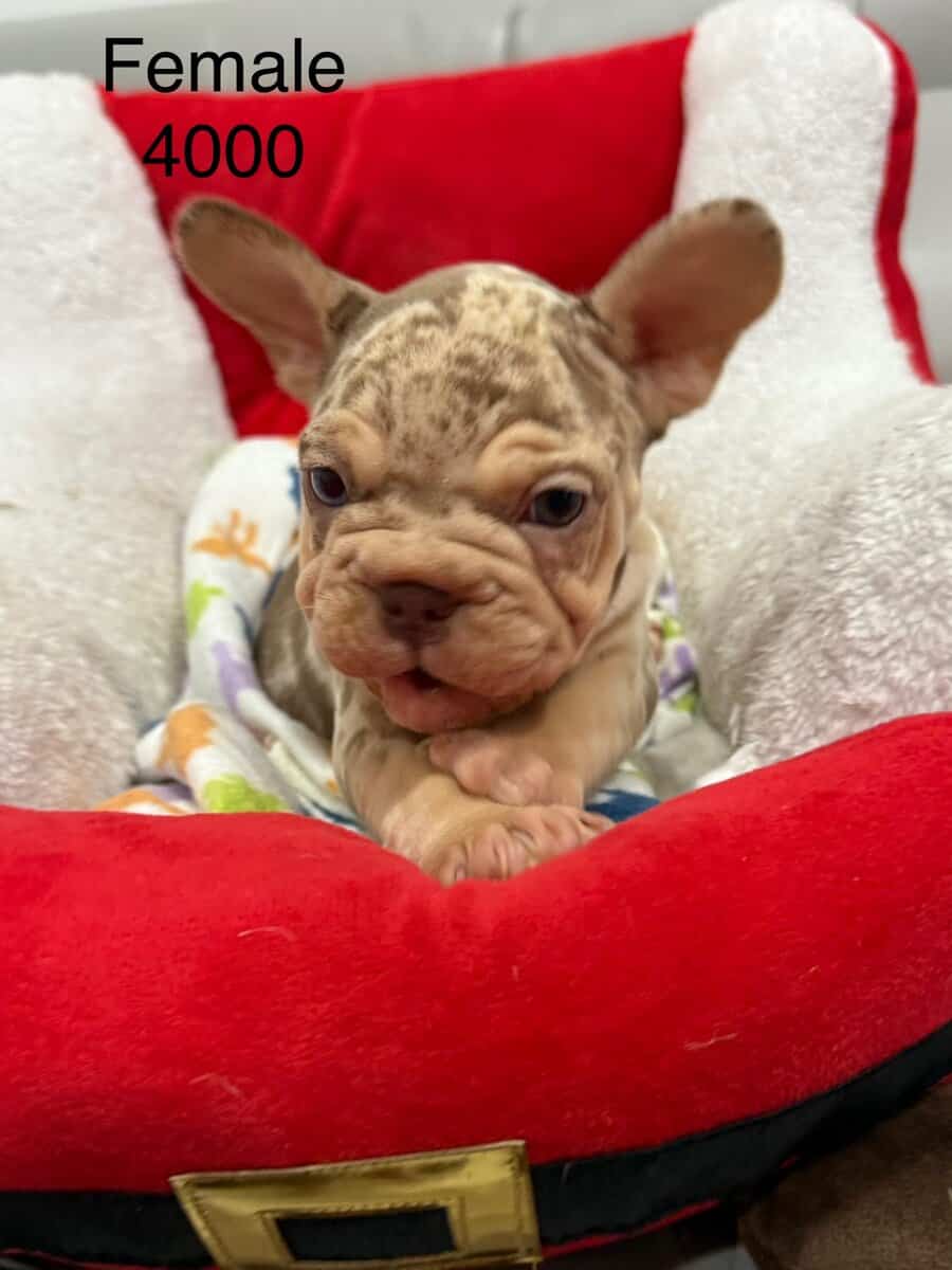 French bulldog for sale image 9