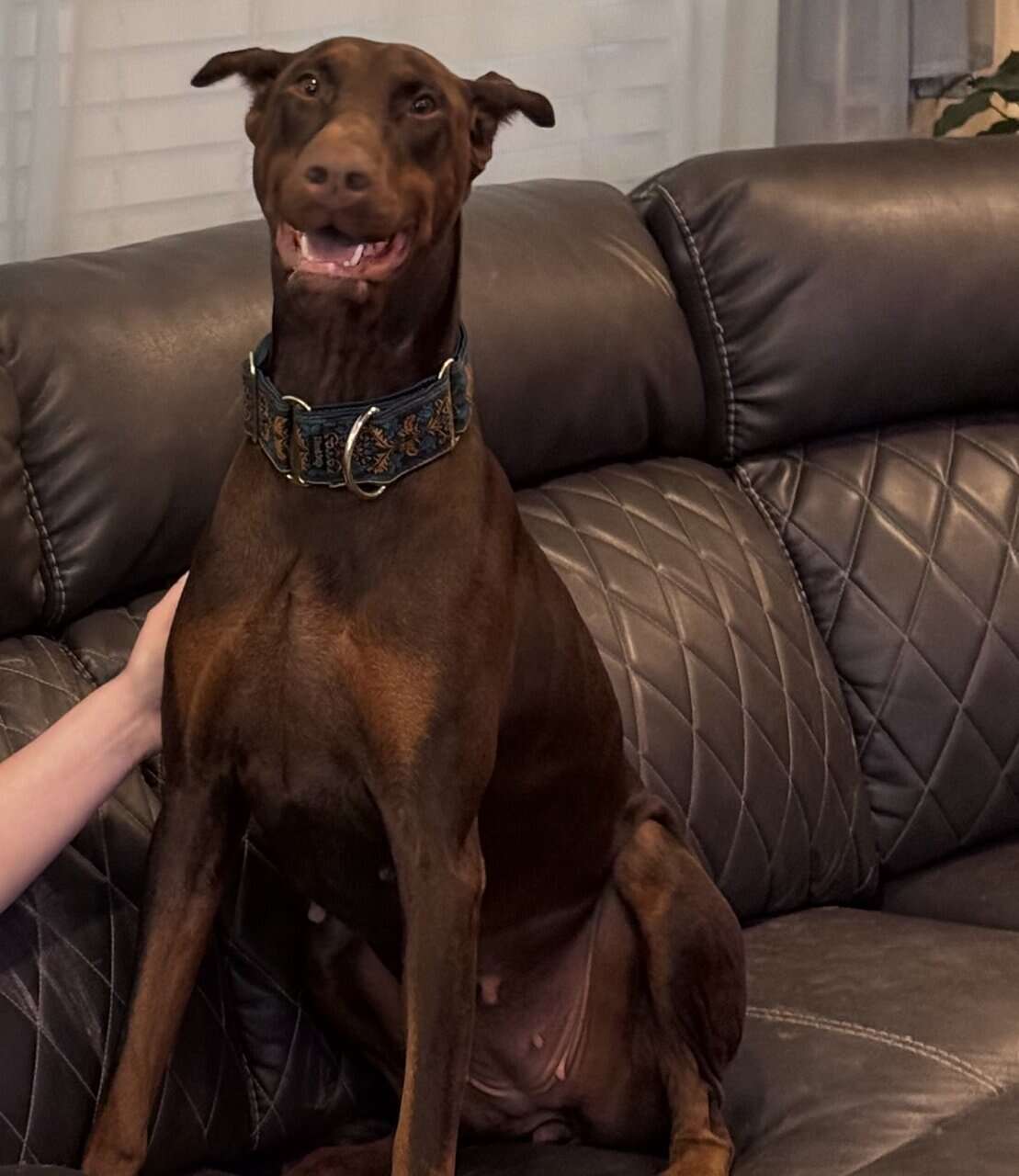 2 y/o Spayed Doberman for Sale image 2