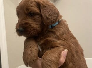 F1B Red Goldendoodle Litter