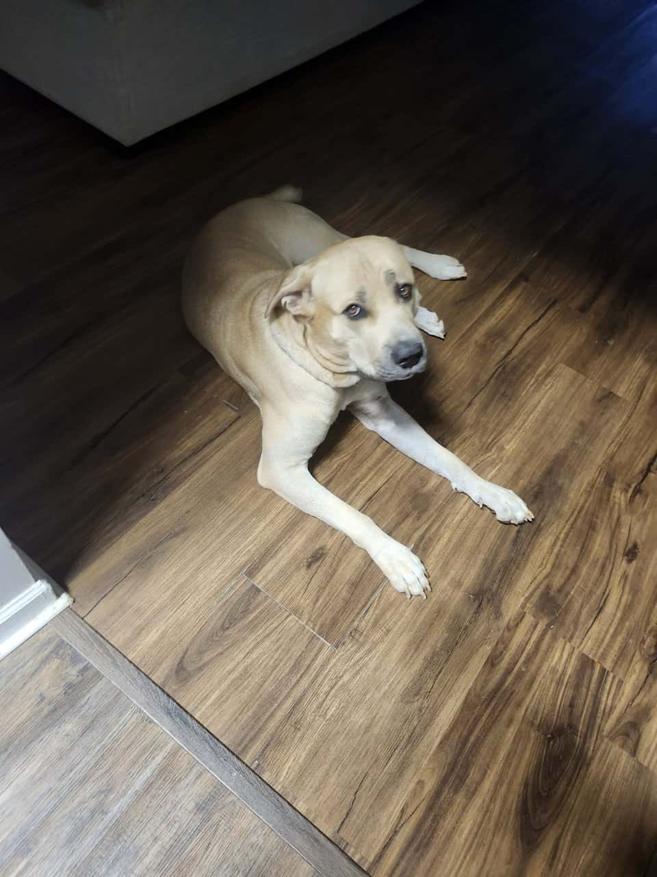 Cane Corso needs a family! image 2