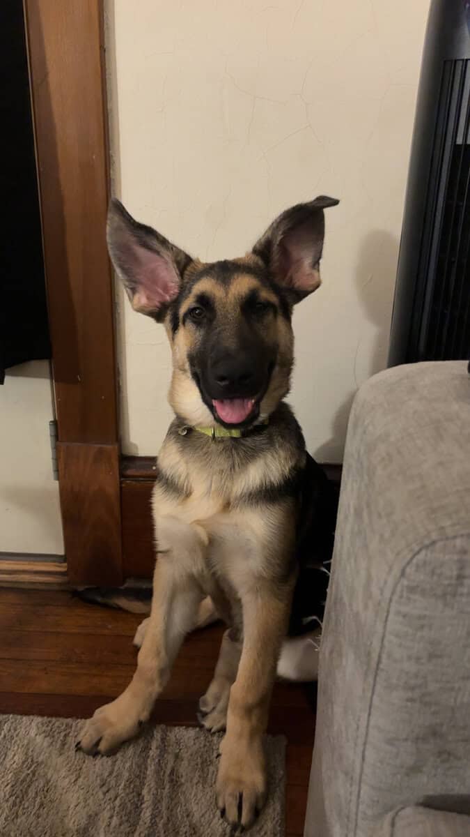 Looking to rehome our 6 month old German Shepard image 4