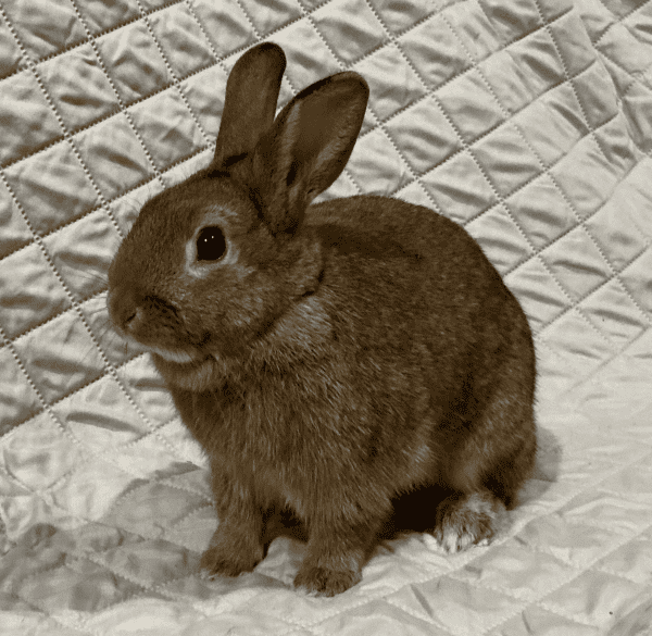 Fernando image 1