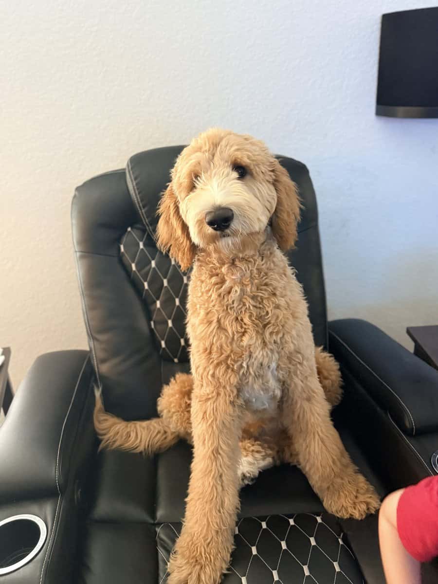 Fully Trained 6 Month Old Goldendoodle Puppy image 1