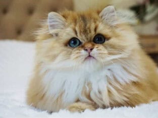 Black Golden Shaded (ny12) British Longhair/ Short