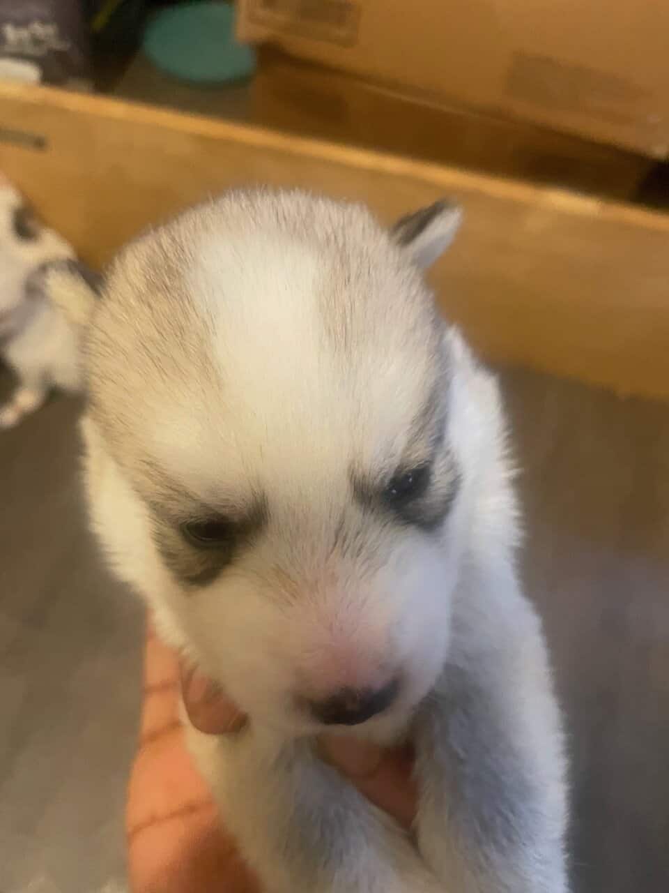 SIBERIAN HUSKY PUPPIES FREE image 5