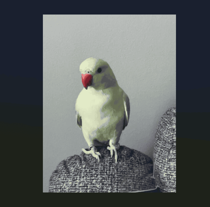 Indian Ringneck Parakeet image 3