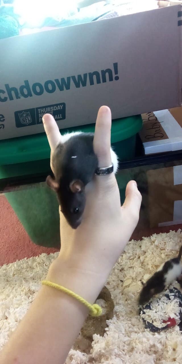 Male Rats For Sale image 2