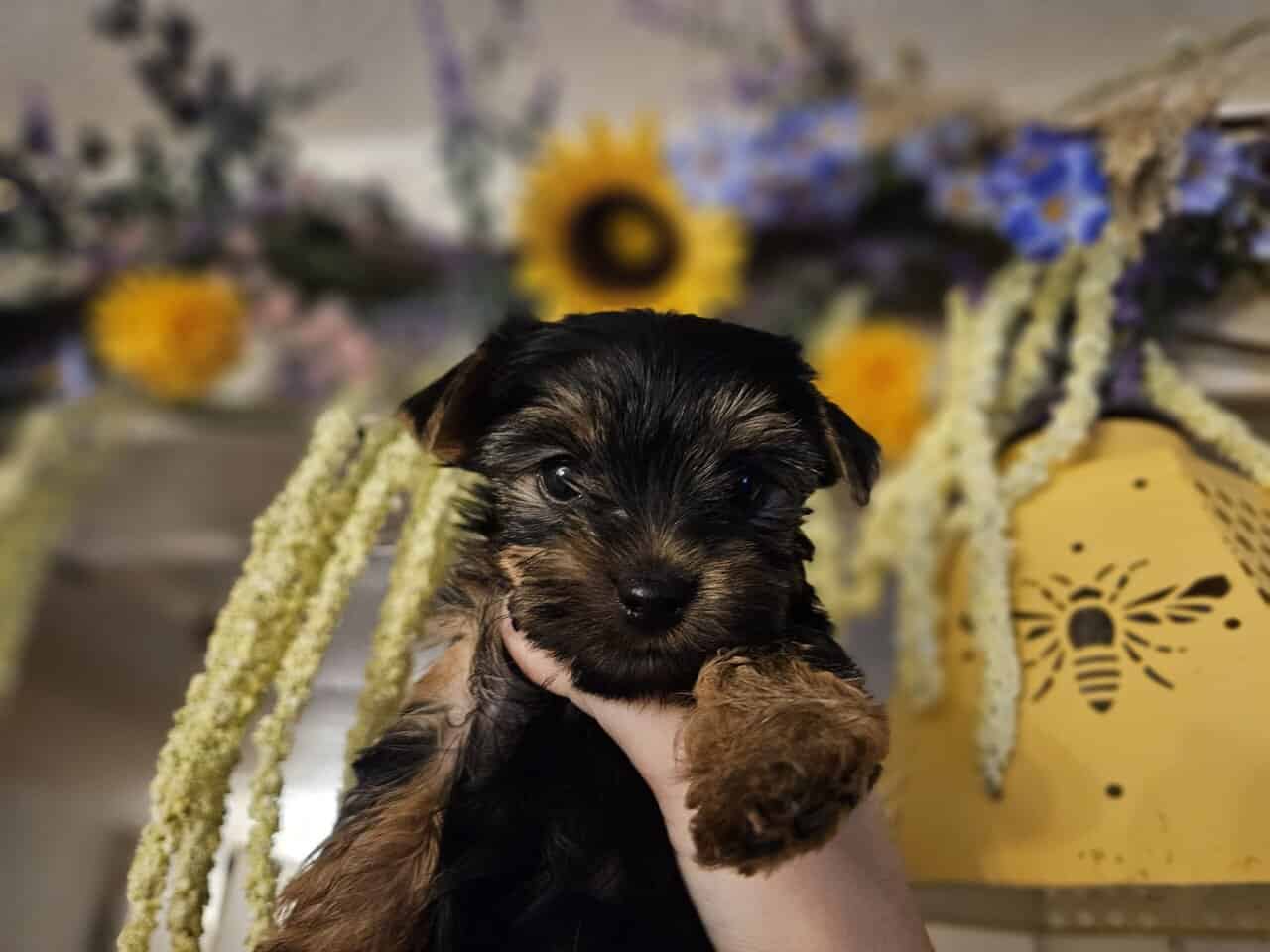 Yorkie puppies for loving home image 3
