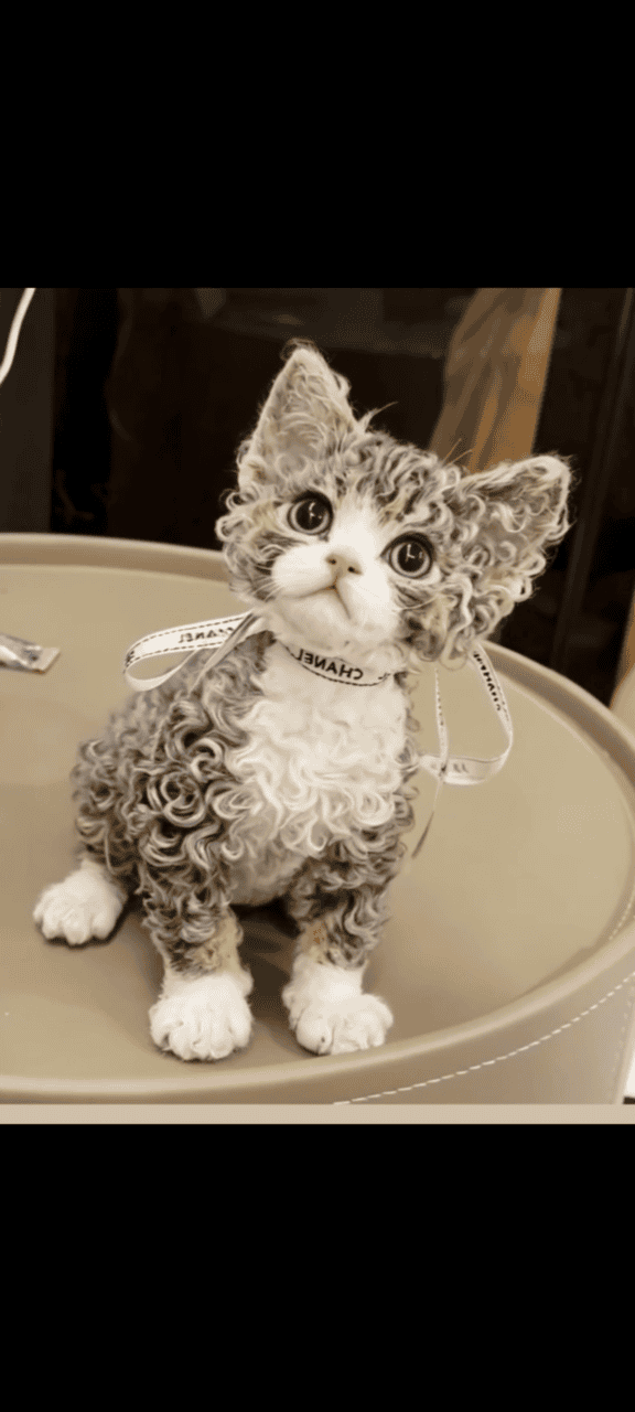 Beautiful female Devon rex kitten image 2