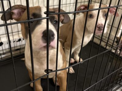 Two blue nose pitbull puppies for sale