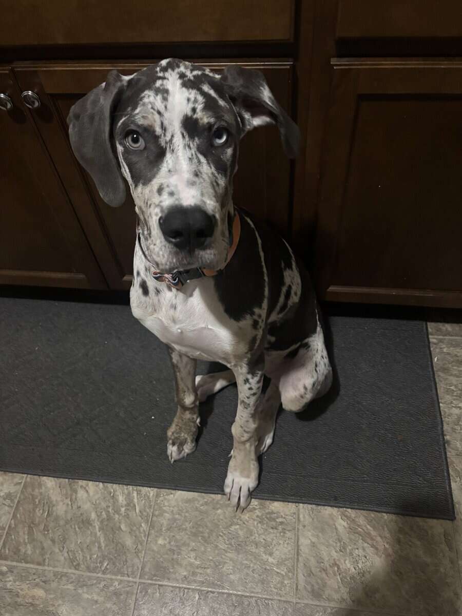 Luna, Great Dane for sale image 2