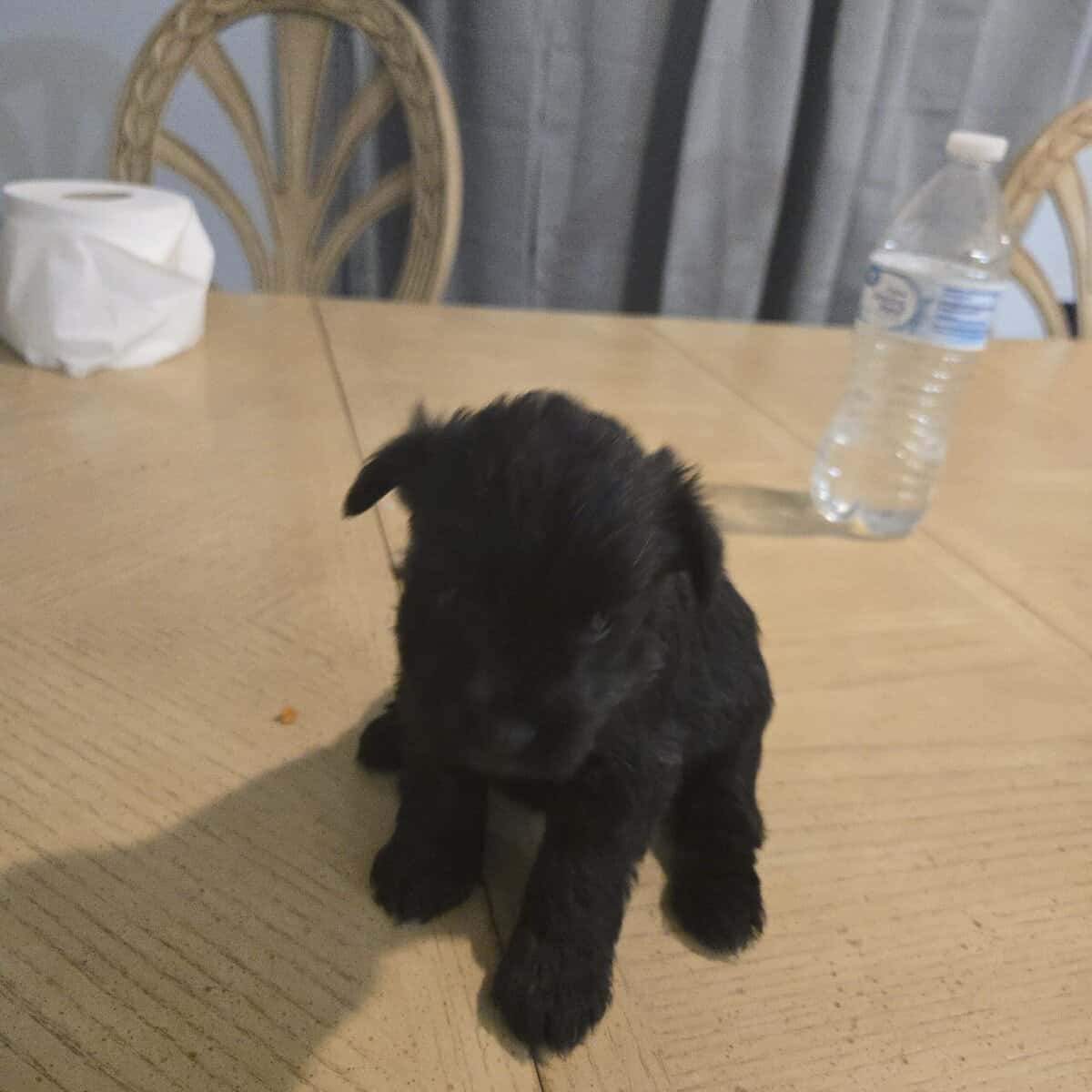 Miniature Schnauzer puppies image 6