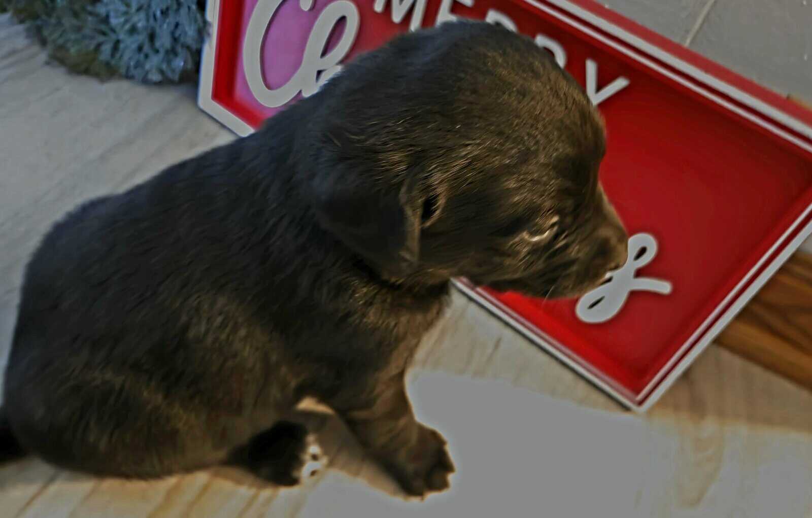 Labrador puppies image 3
