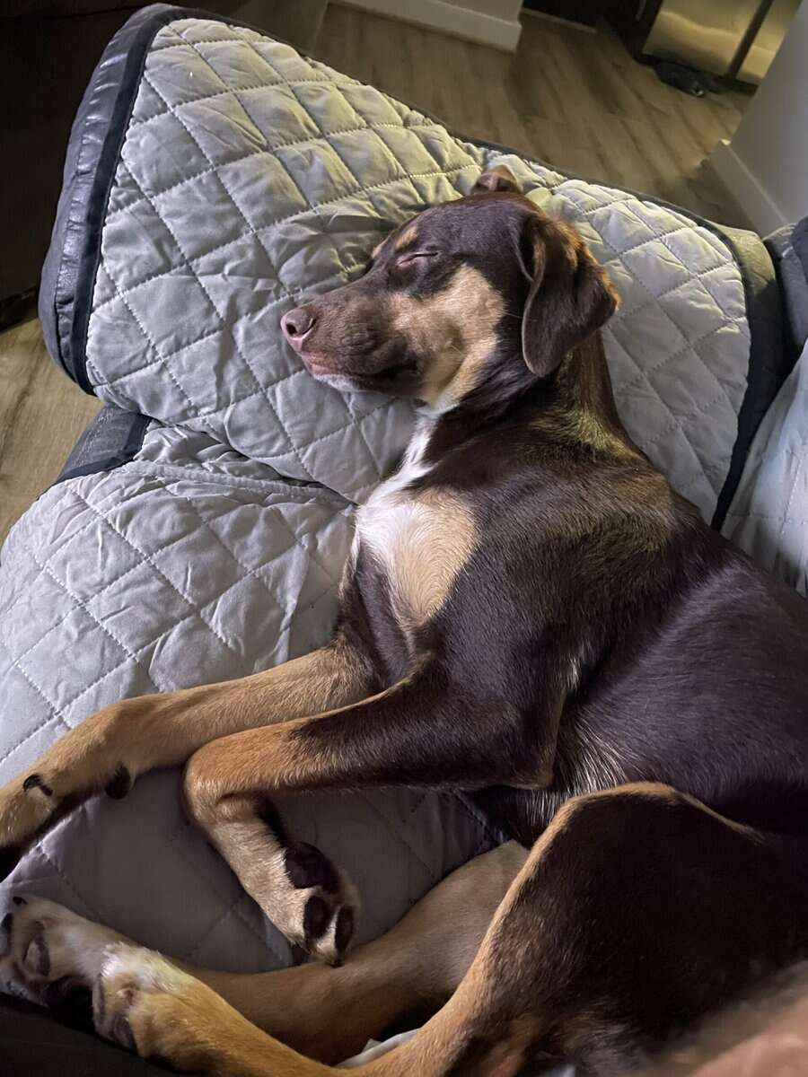 Sweet Girl Needs Nice Home image 3