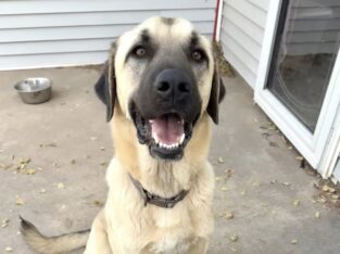 Purebred Anatolian Shepard and his little bro