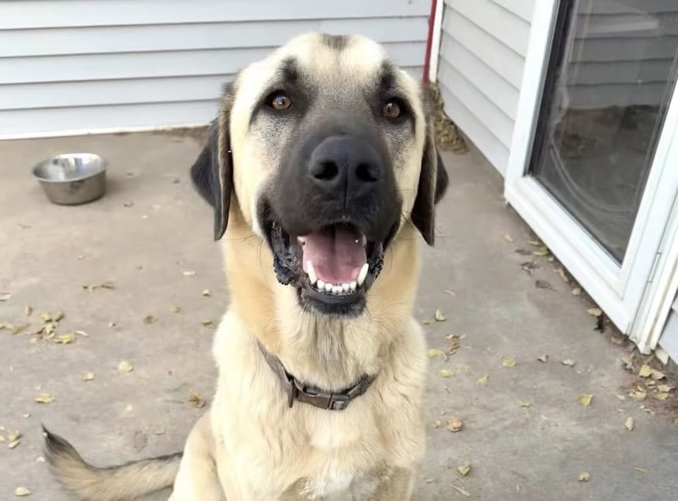 Purebred Anatolian Shepard and his little bro image 1