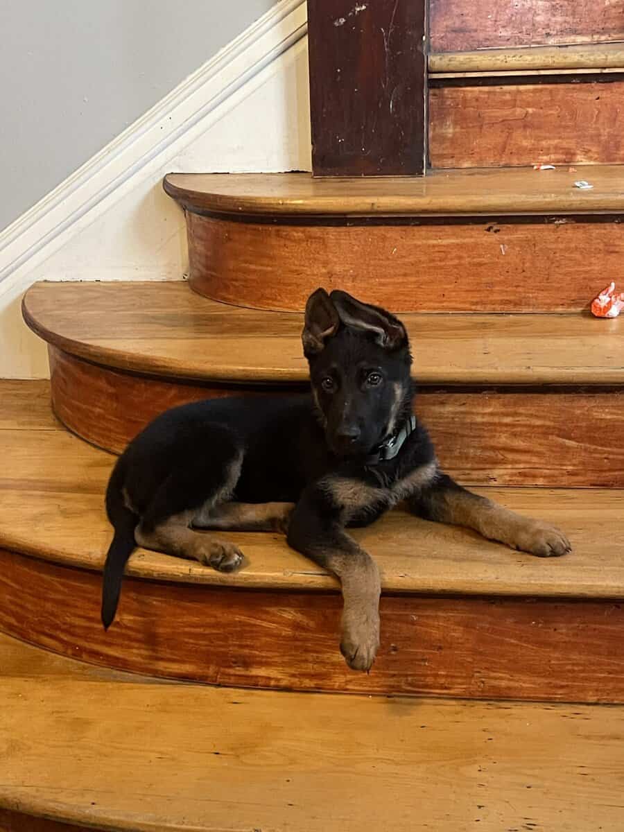 German Shepard puppies need homes asap image 1